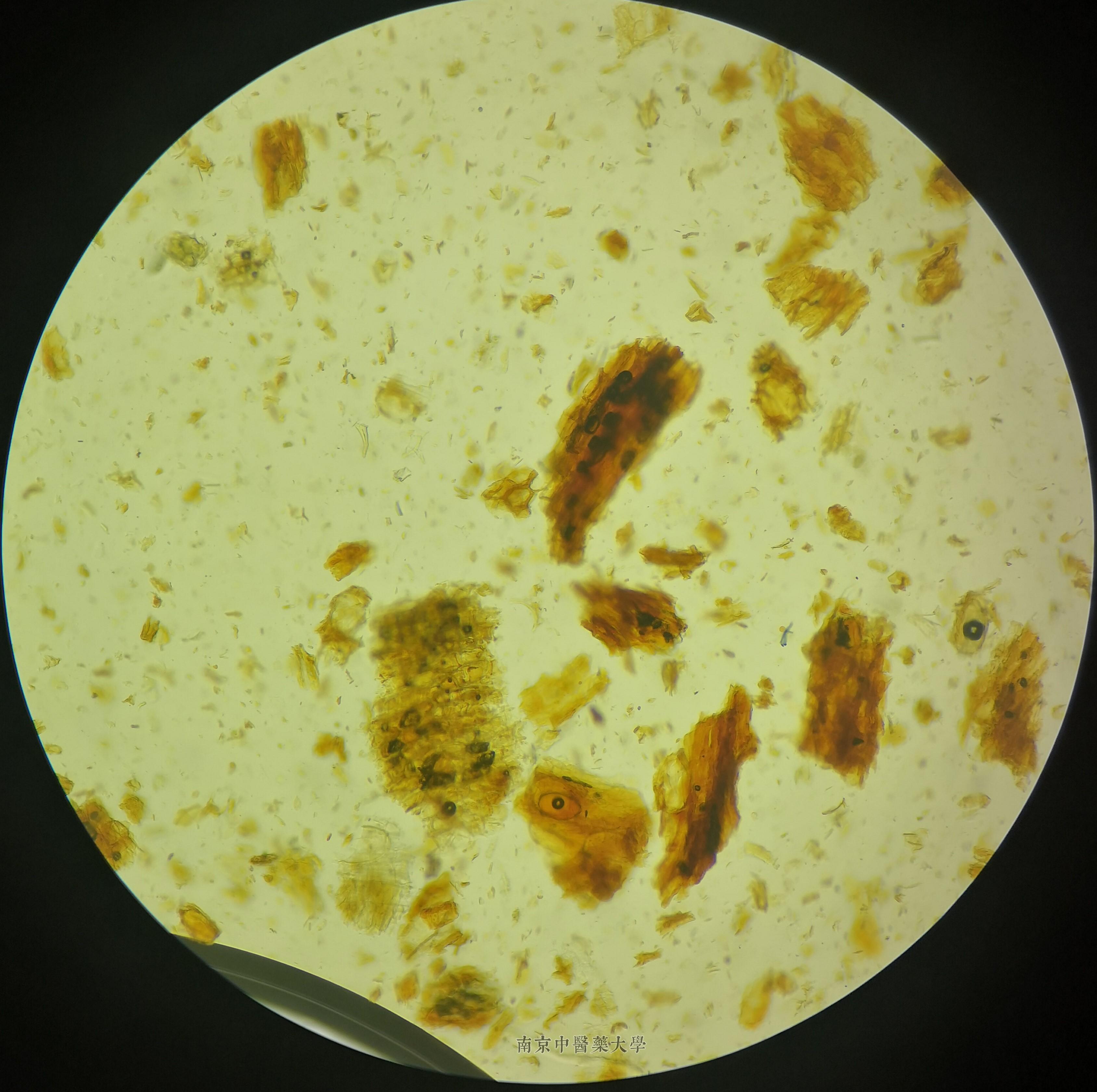 肉桂的纤维显微镜图片图片